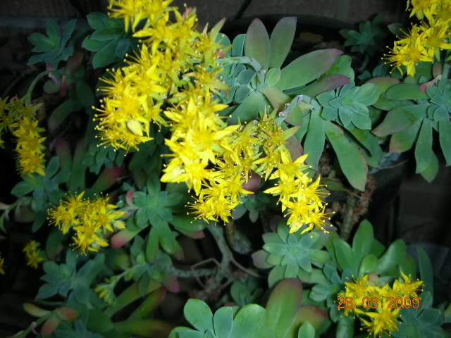 DSCN1621.jpg