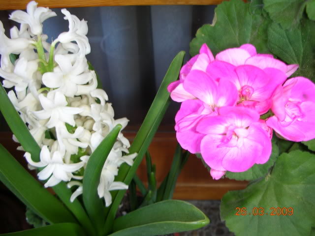 DSCN1622.jpg