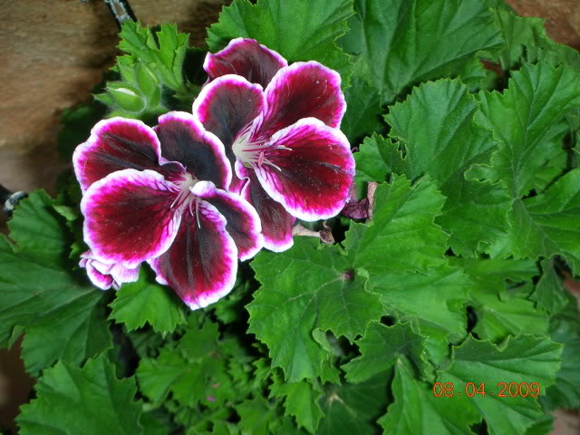 DSCN1630.jpg