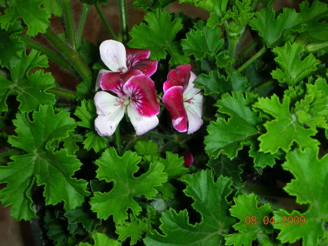DSCN1631.jpg