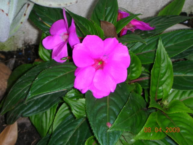 DSCN1633.jpg