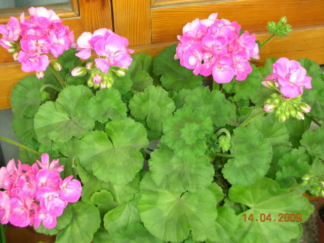 DSCN1634.jpg
