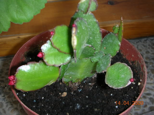 DSCN1635.jpg