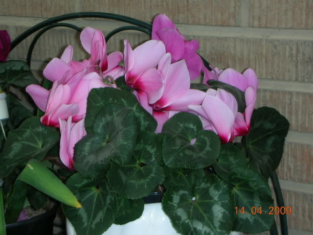 DSCN1642.jpg