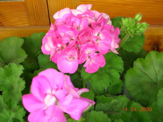 DSCN1644.jpg