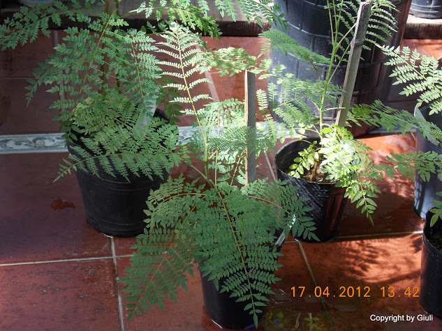 DSCN1655.JPG