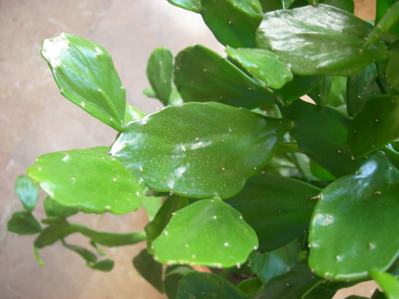 DSCN1663.jpg