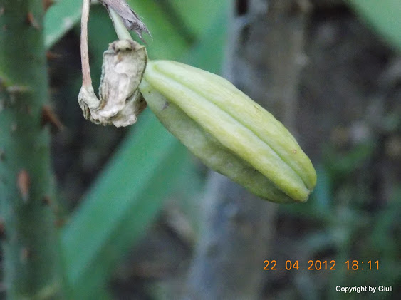 DSCN1665.JPG