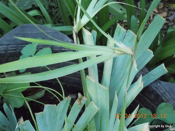 DSCN1667.JPG