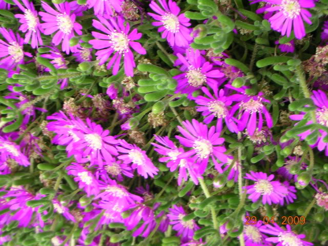 DSCN1682.jpg