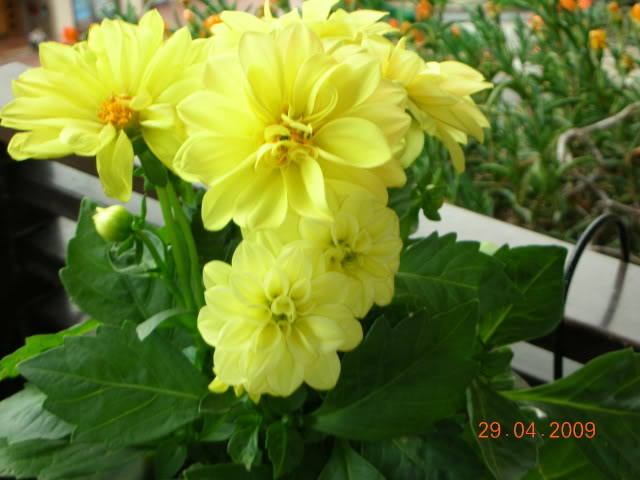 DSCN1684.jpg
