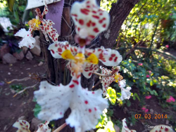 DSCN1685.JPG