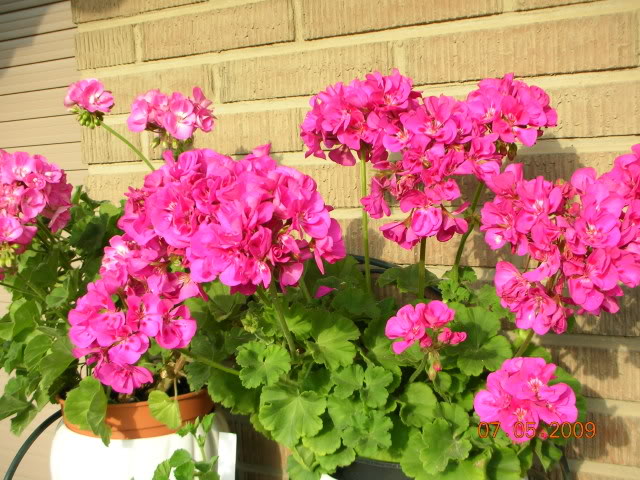 DSCN1694.jpg