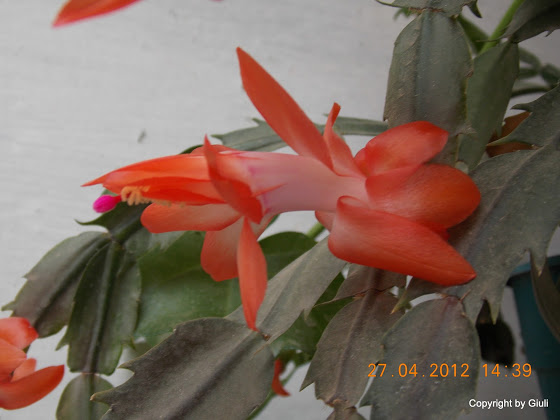 DSCN1694.JPG