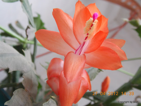 DSCN1695.JPG