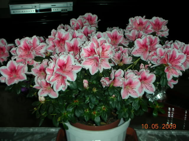 DSCN1697.jpg