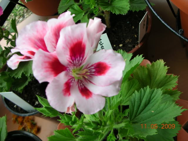 DSCN1698.jpg
