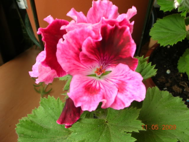 DSCN1699.jpg