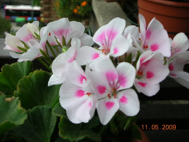 DSCN1700.jpg