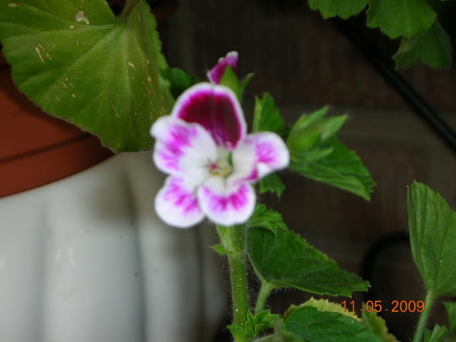 DSCN1701.jpg