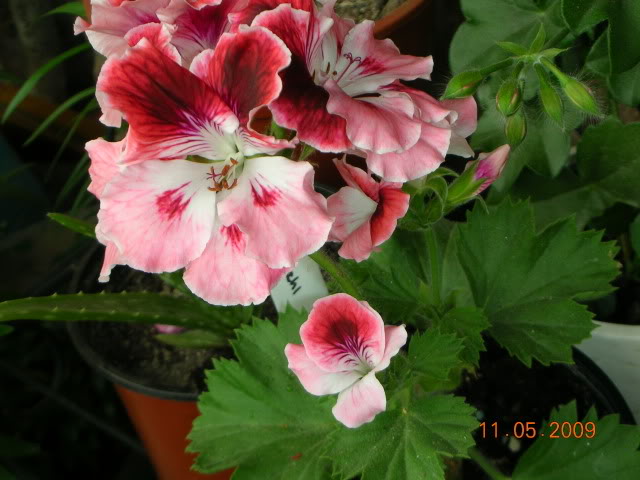 DSCN1702.jpg
