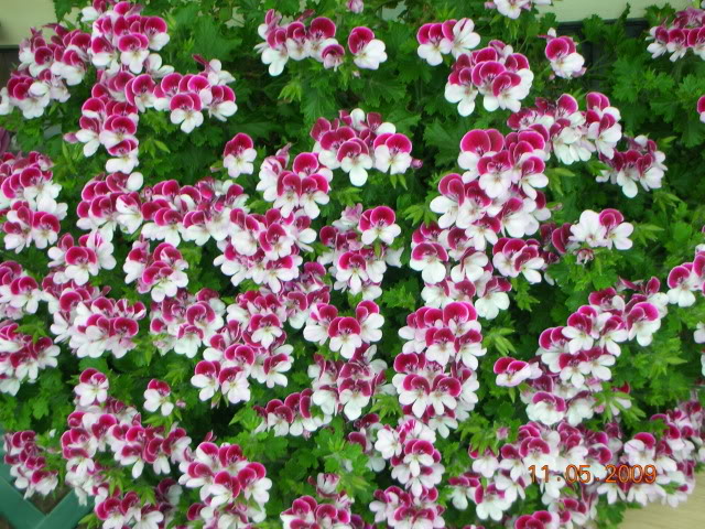 DSCN1703.jpg
