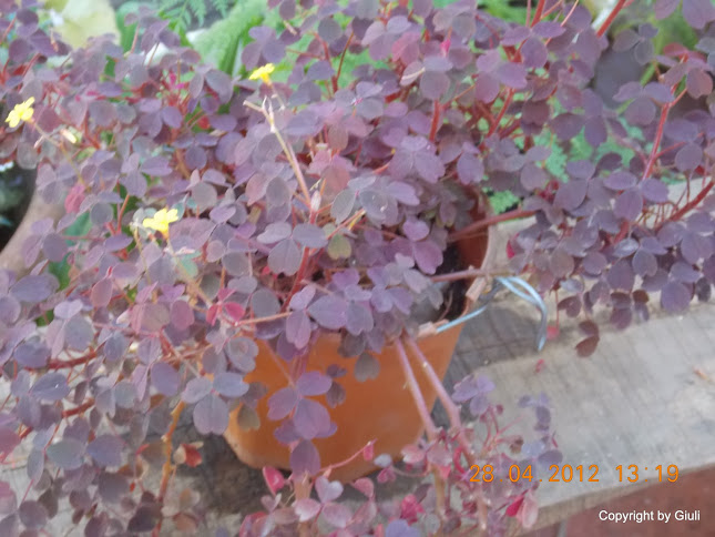 DSCN1703.JPG