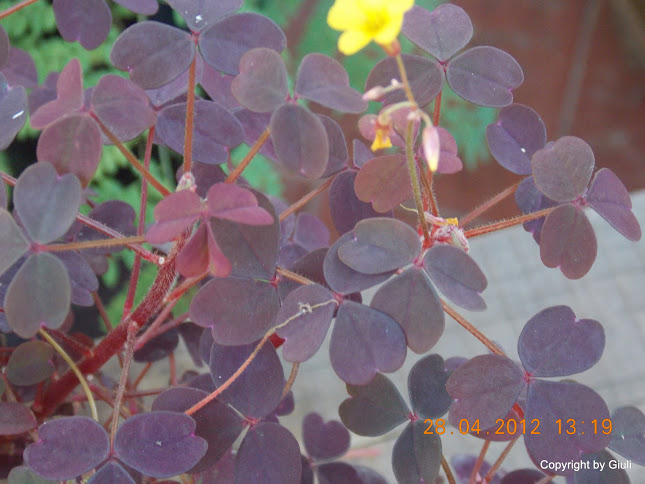 DSCN1705.JPG