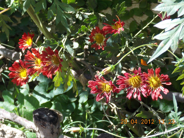 DSCN1716.JPG