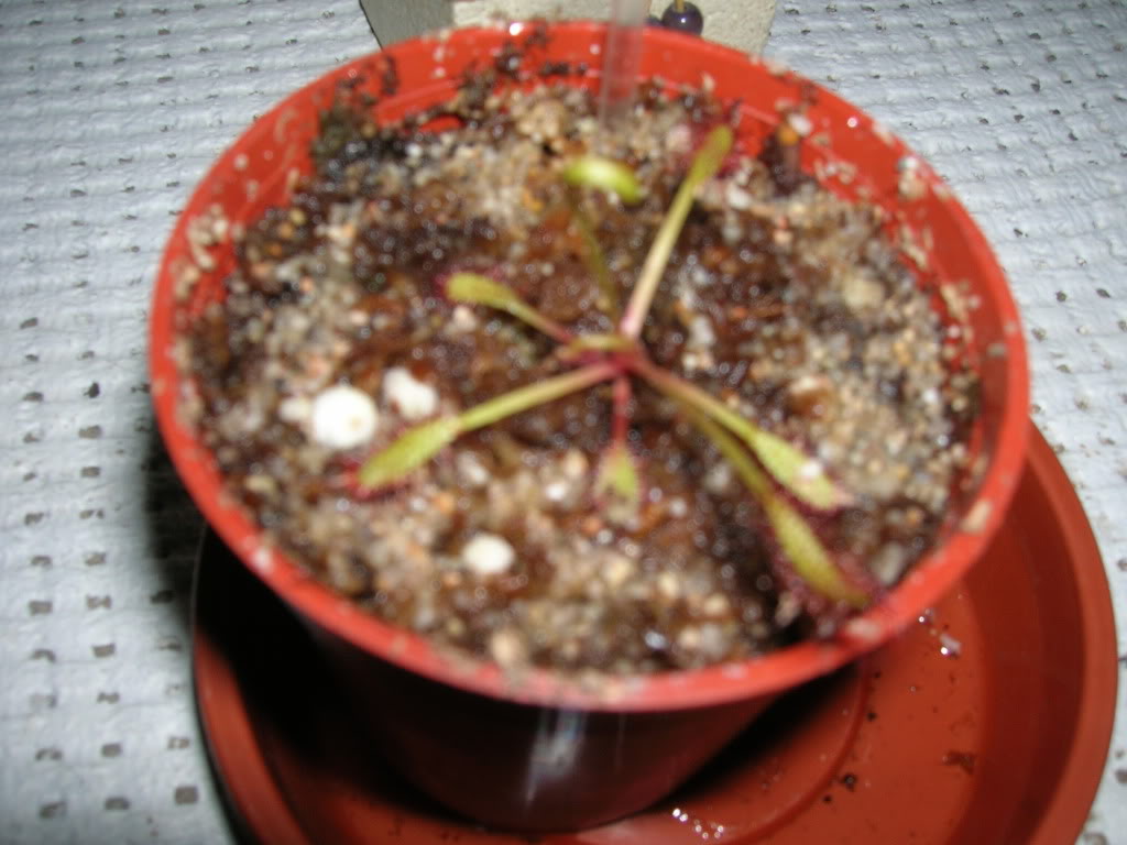 DSCN1721.jpg