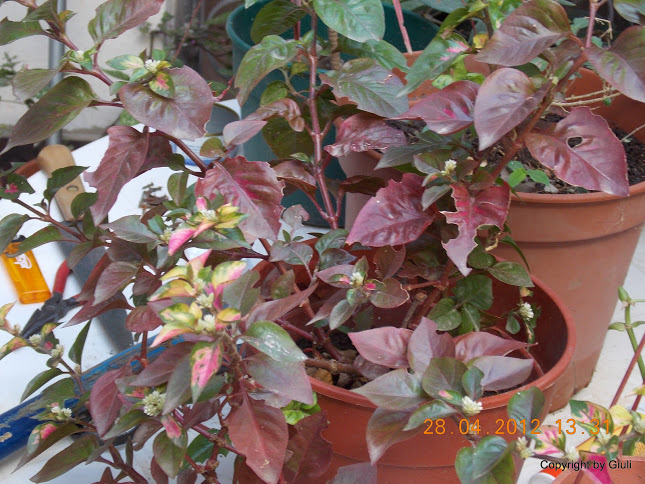 DSCN1732.JPG