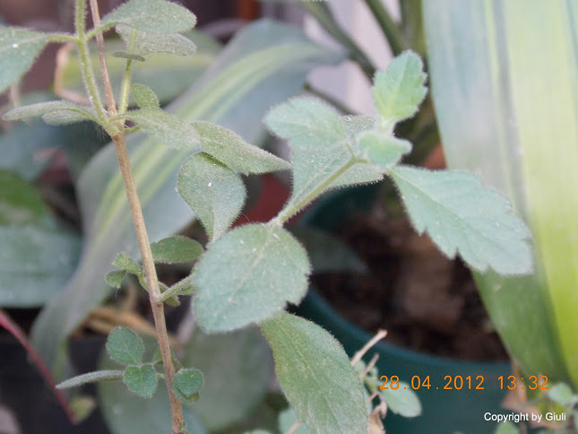 DSCN1734.JPG