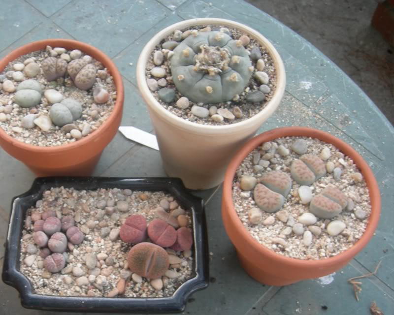 DSCN17450746.jpg