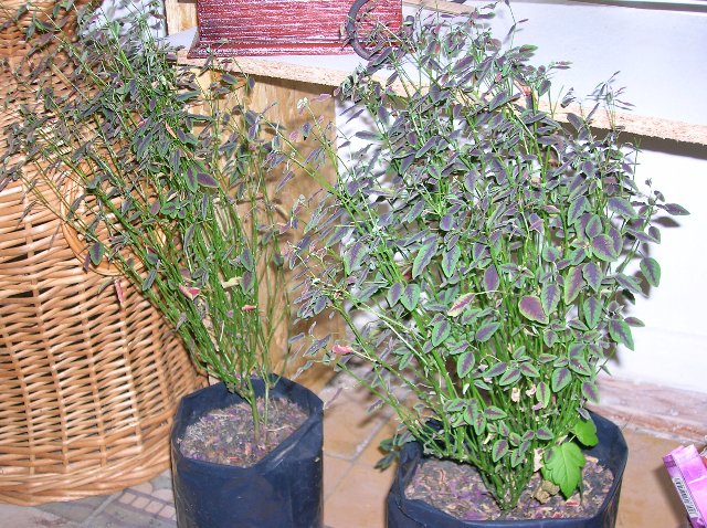 DSCN1750_640x478.jpg