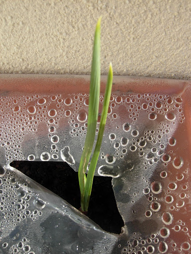 DSCN1768.JPG