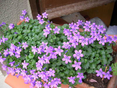 DSCN1775.jpg