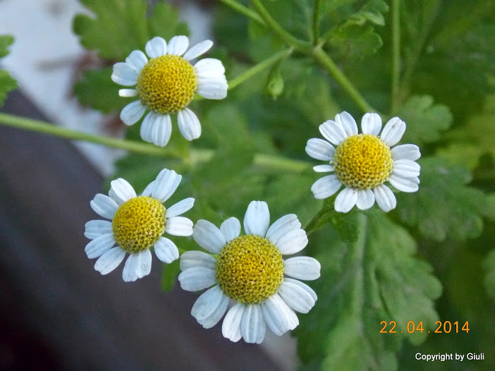 DSCN1798.JPG