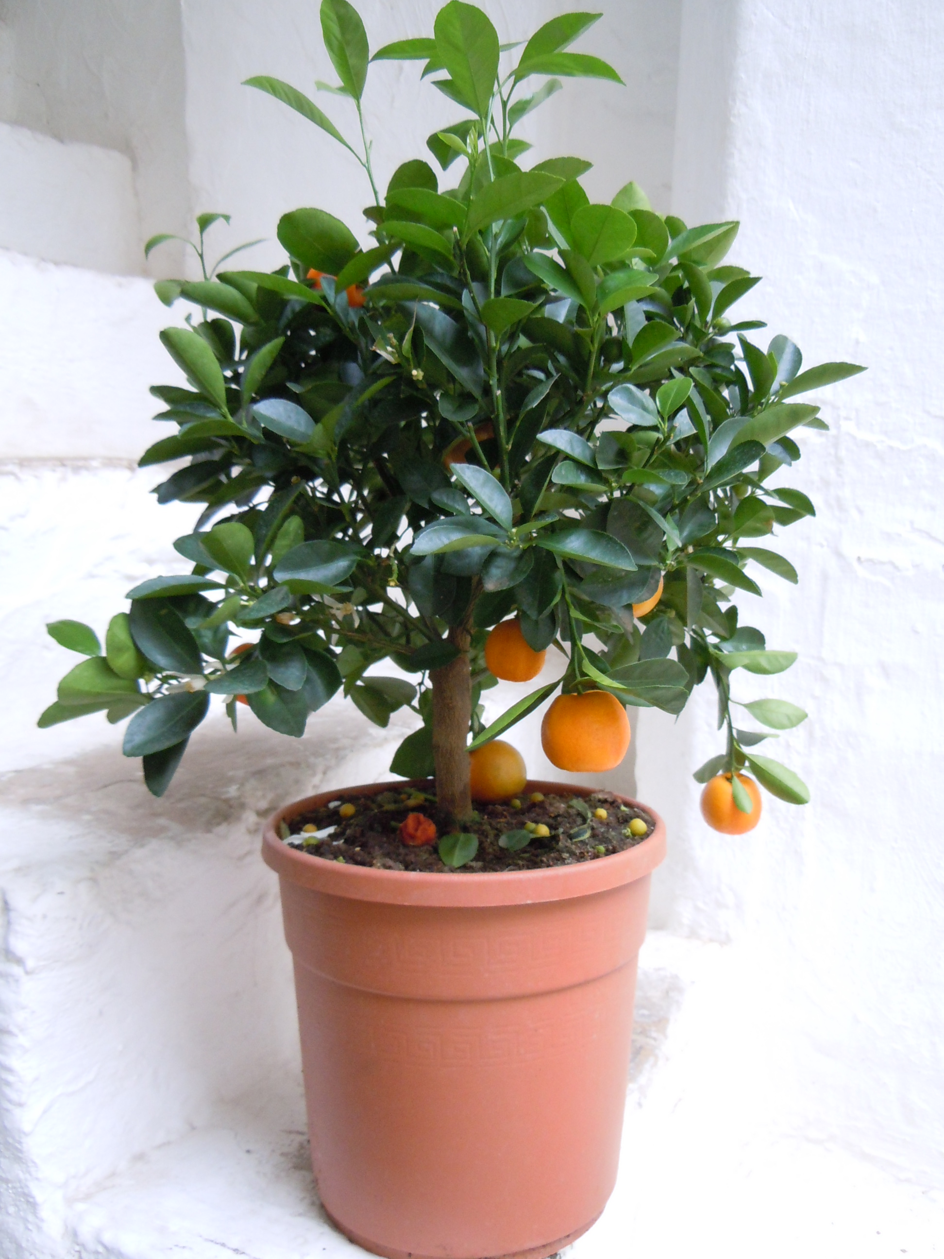 DSCN1808.JPG