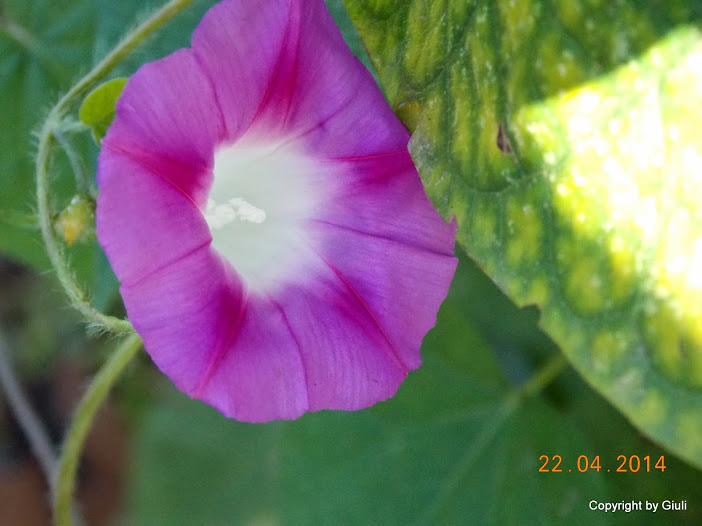DSCN1808.JPG