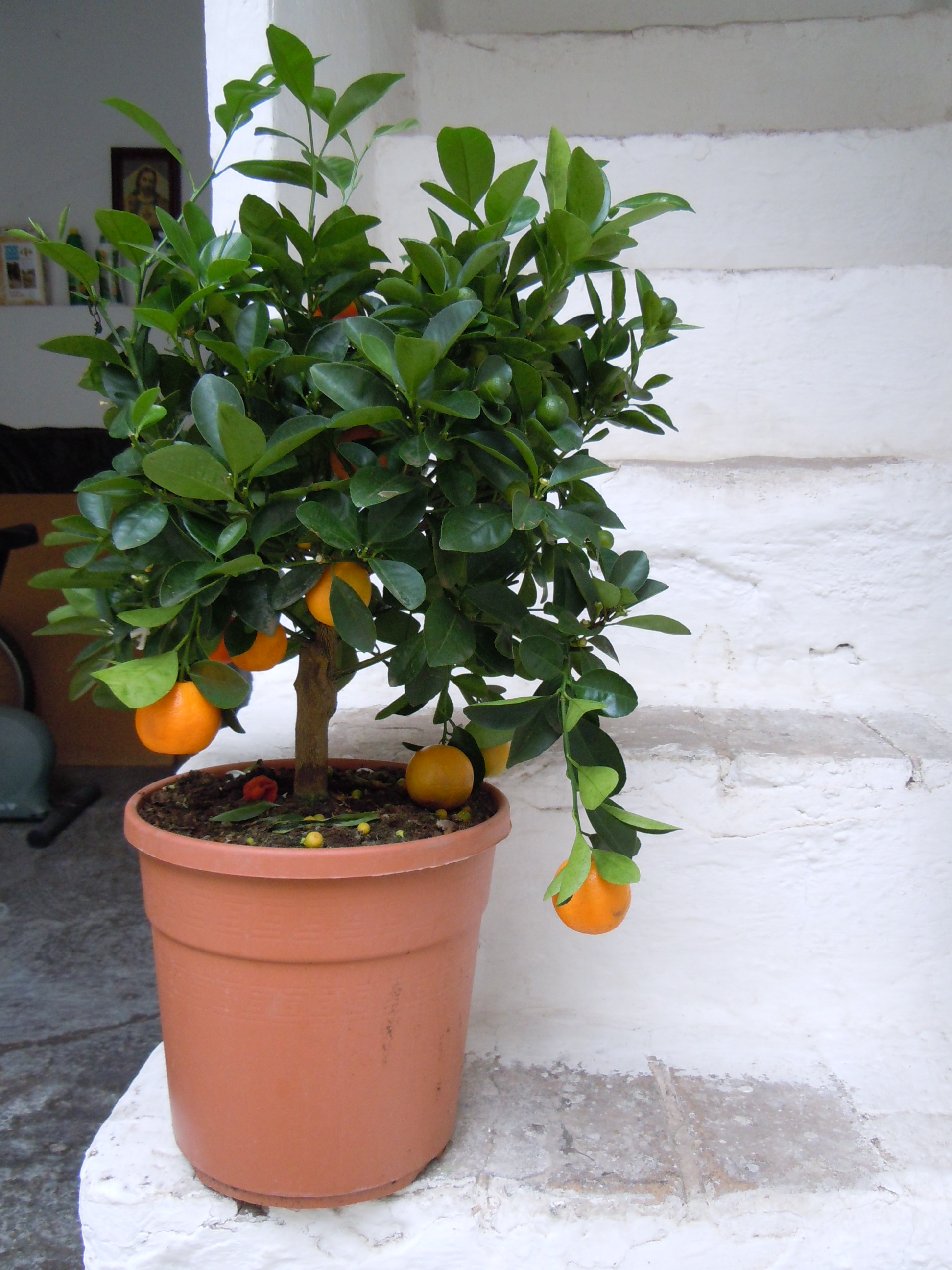 DSCN1811.JPG