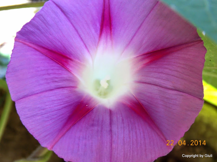 DSCN1811.JPG