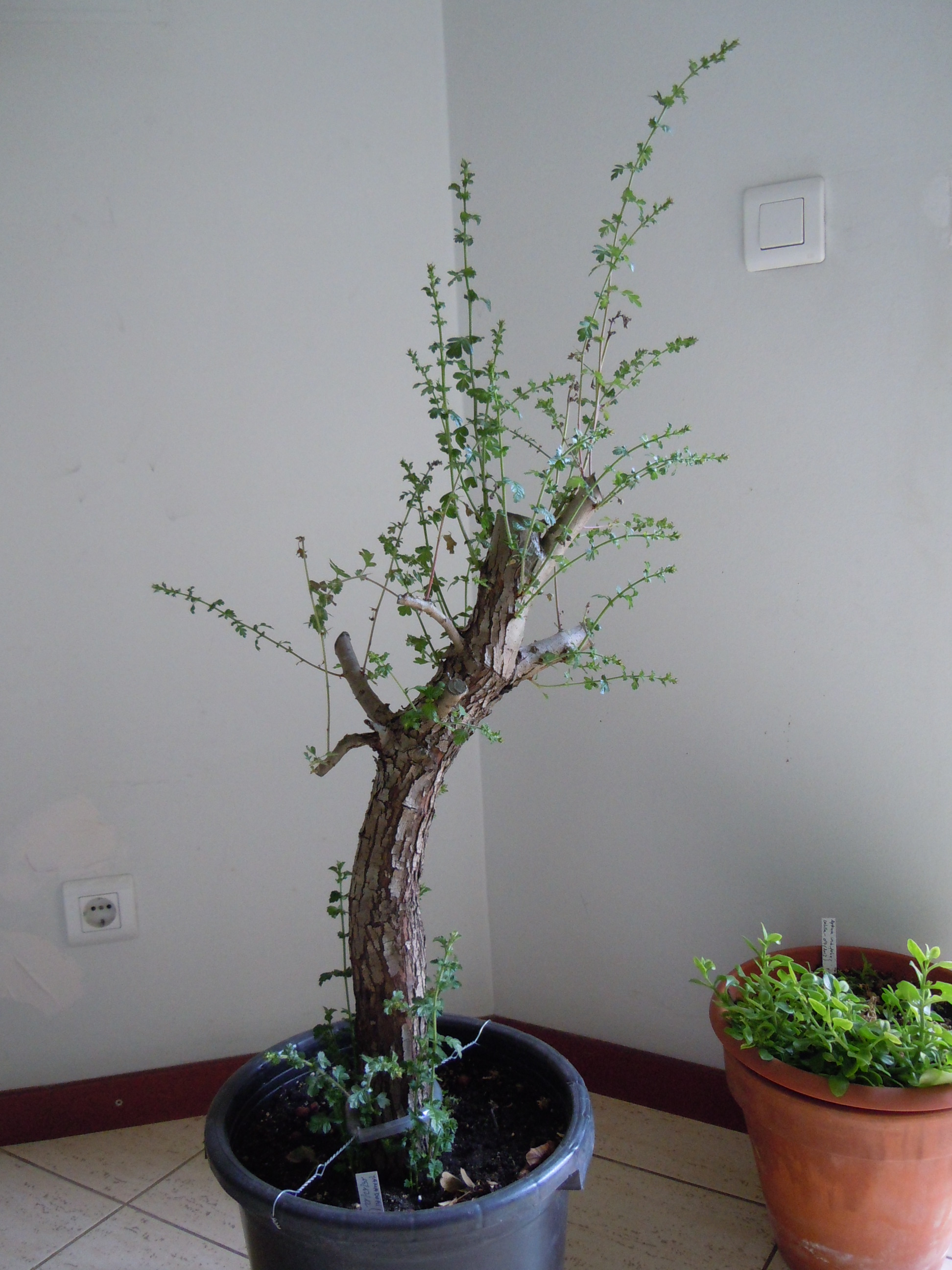 DSCN1825.JPG
