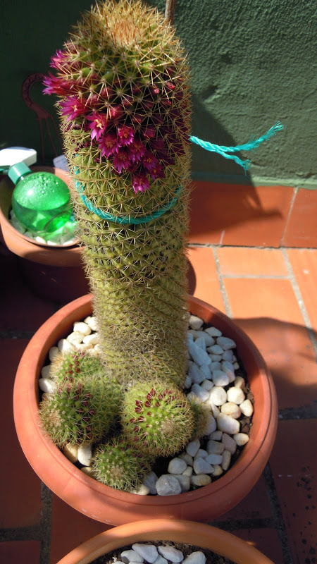 DSCN1826.JPG