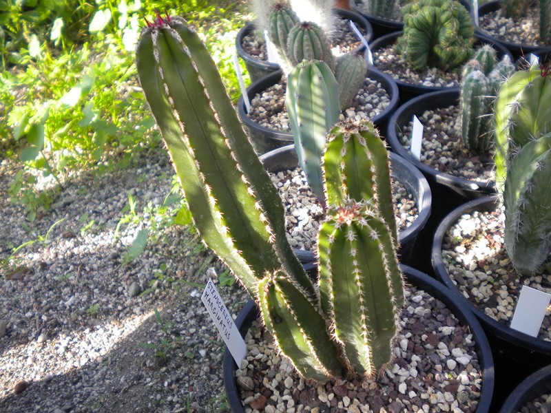 dscn1829_cactus_482.jpg