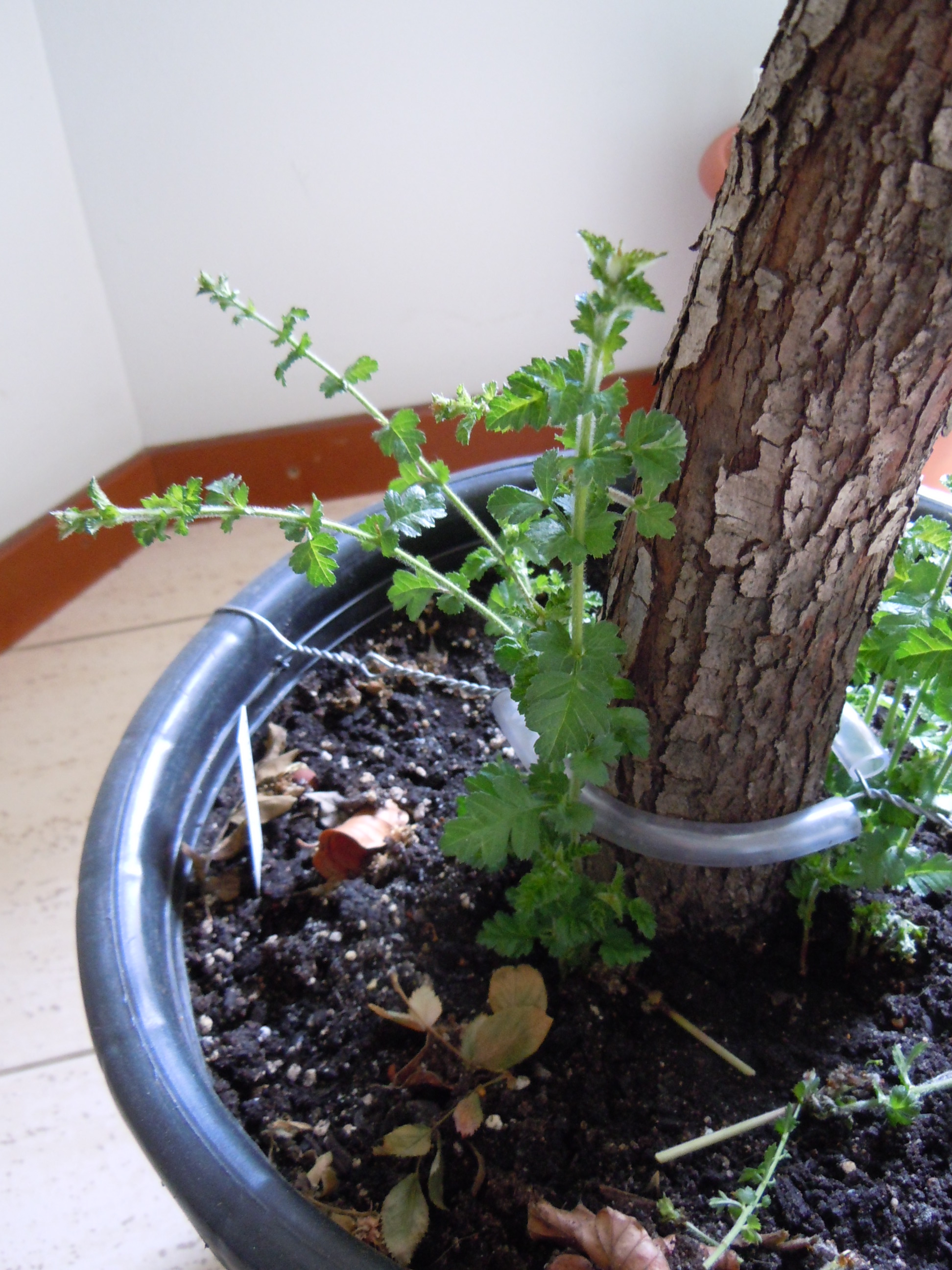 DSCN1837.JPG