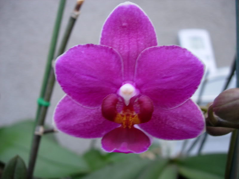 DSCN1850.jpg