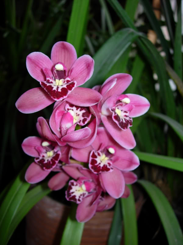 DSCN1855.jpg