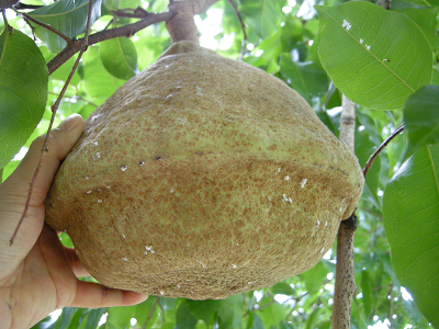 DSCN1911_monkeypot_whatahandful.png