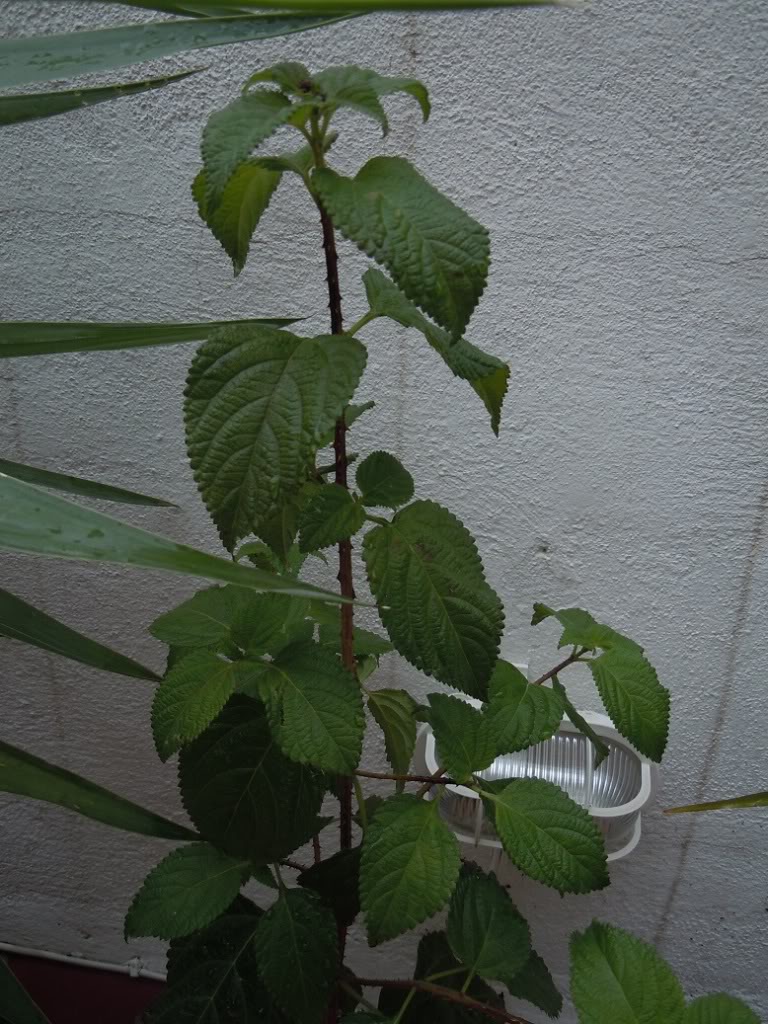 DSCN1944.jpg