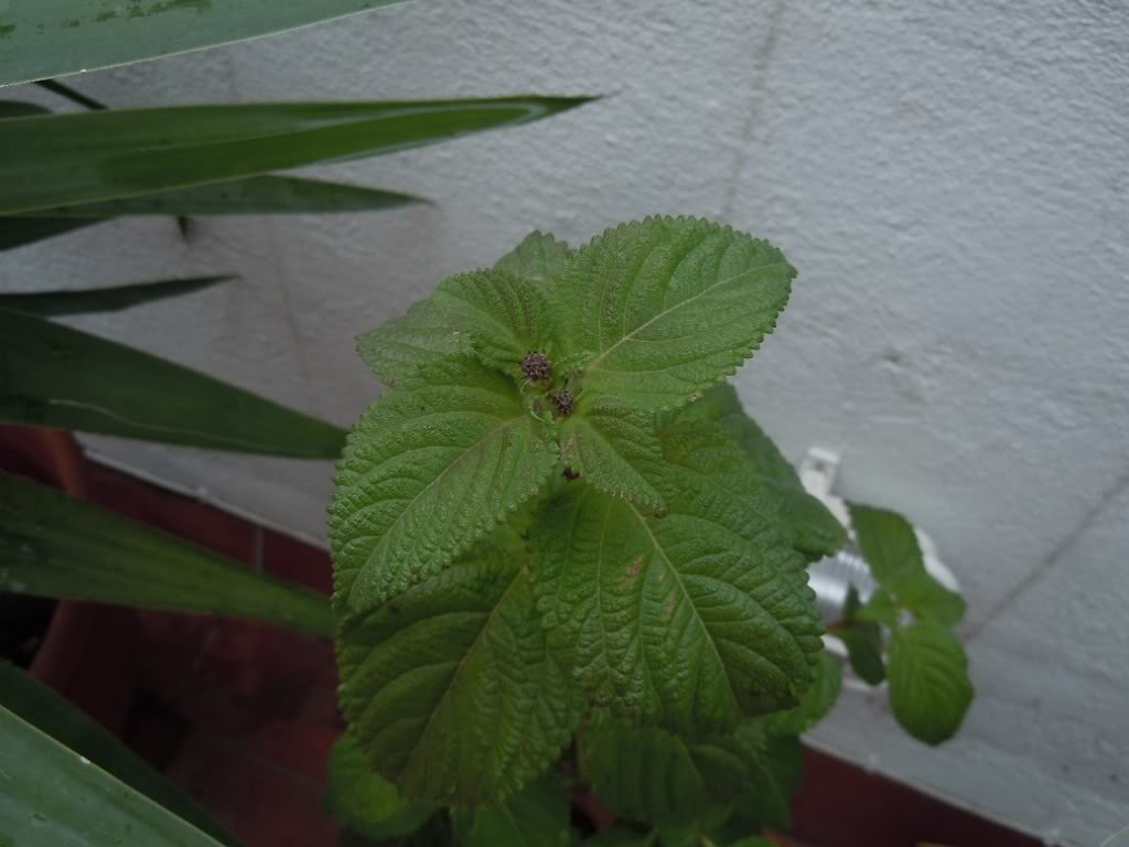 DSCN1945.jpg